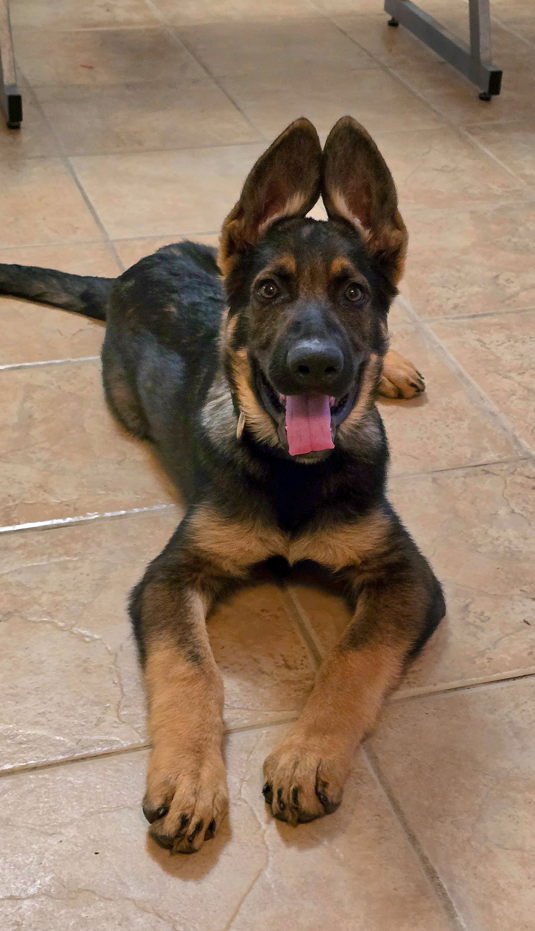 Beau as a puppy laying down