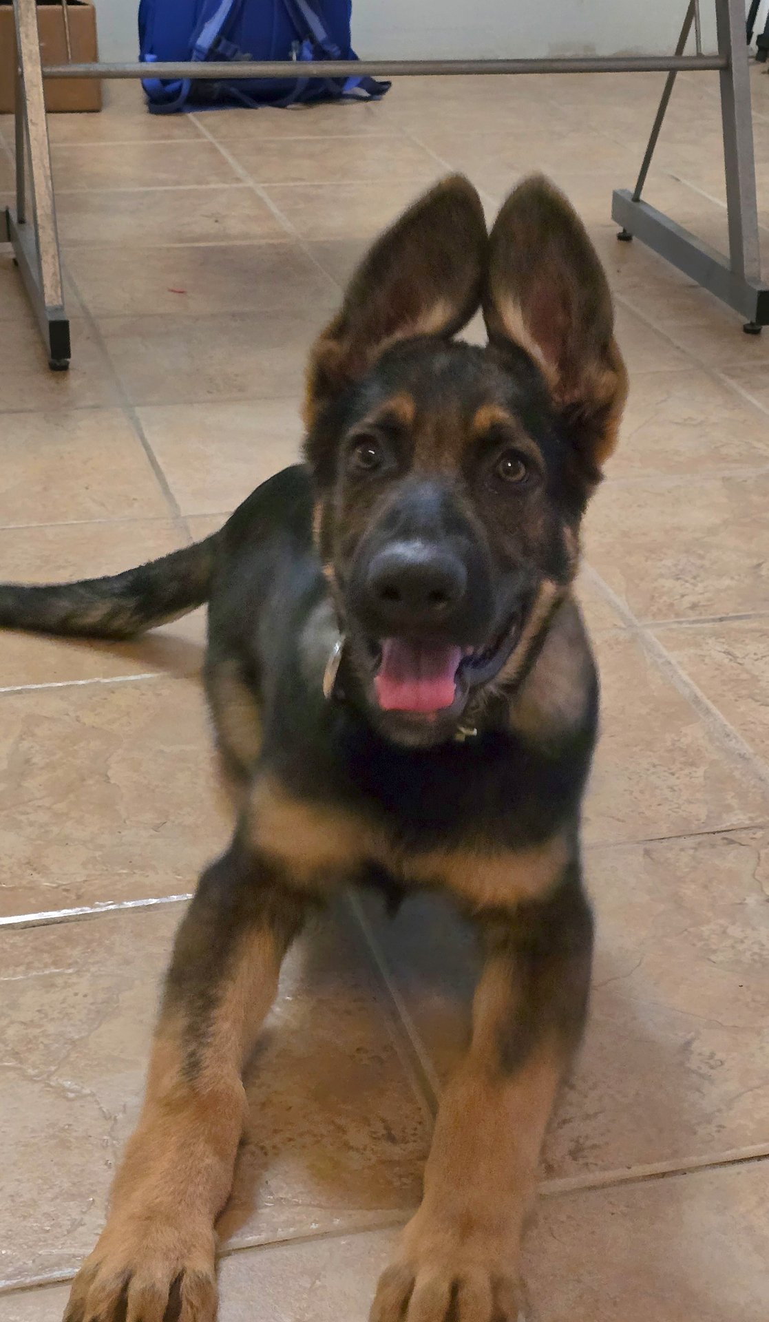 Beau as a puppy sitting