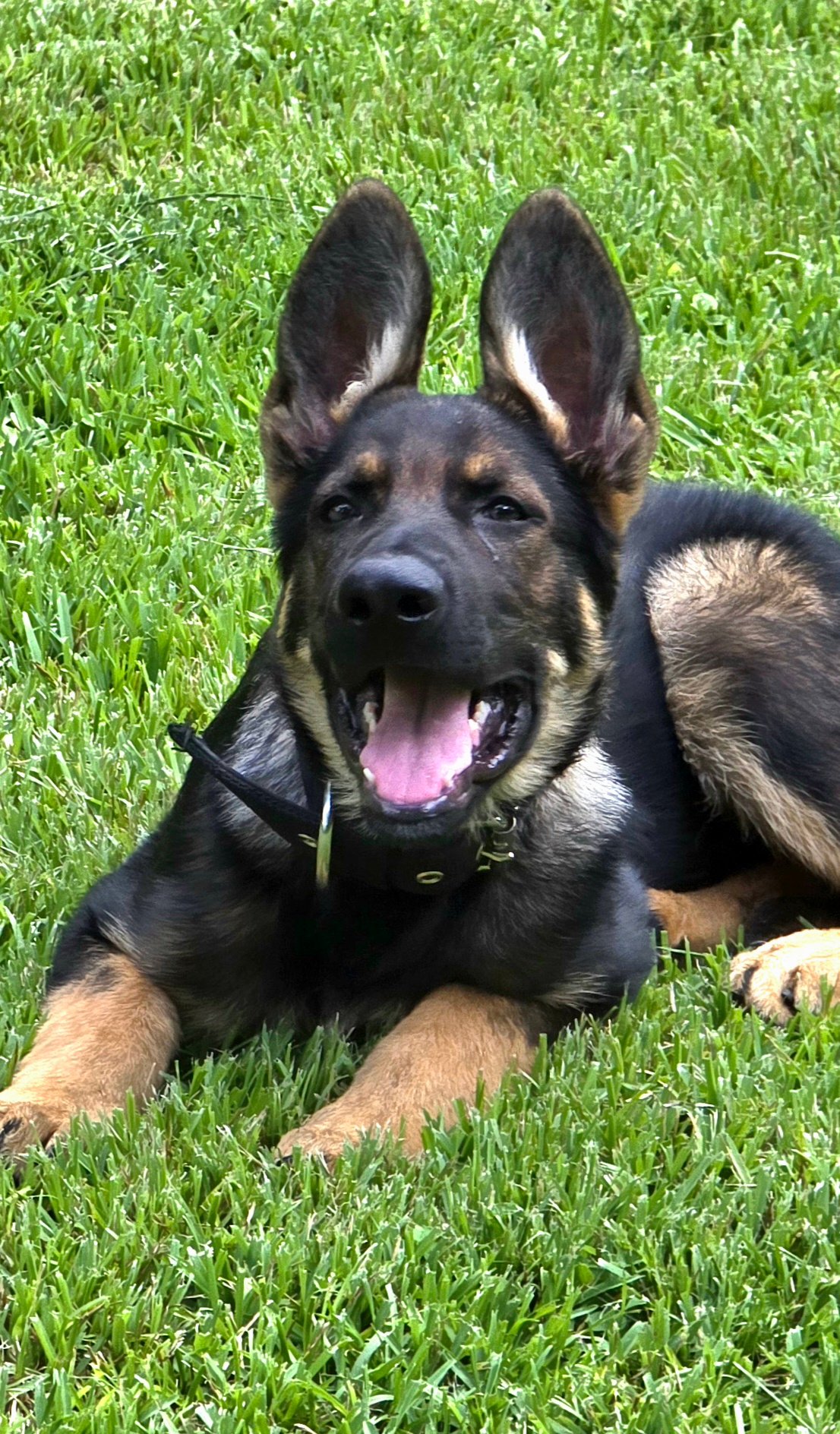 Beau as a puppy in grass