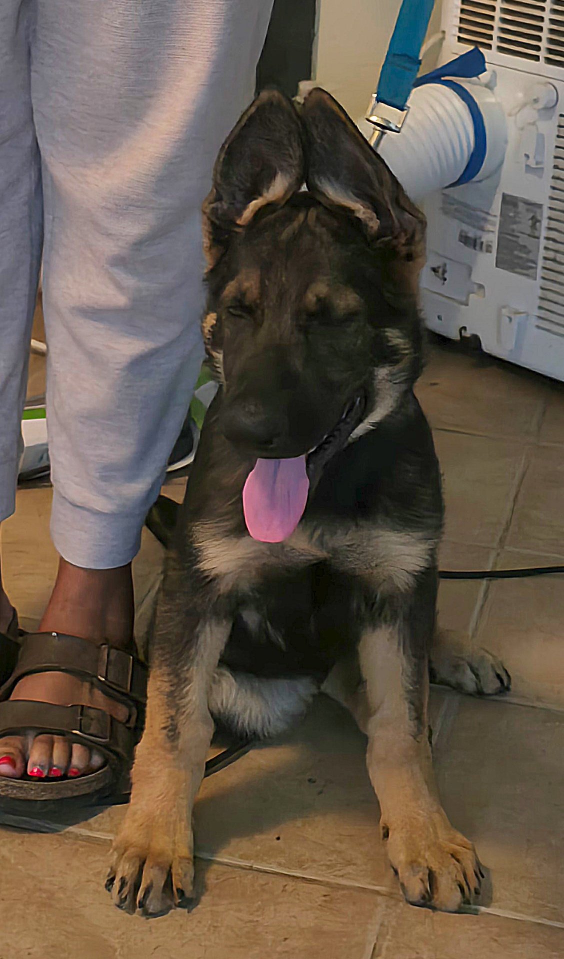 Beau as a puppy sitting indoors