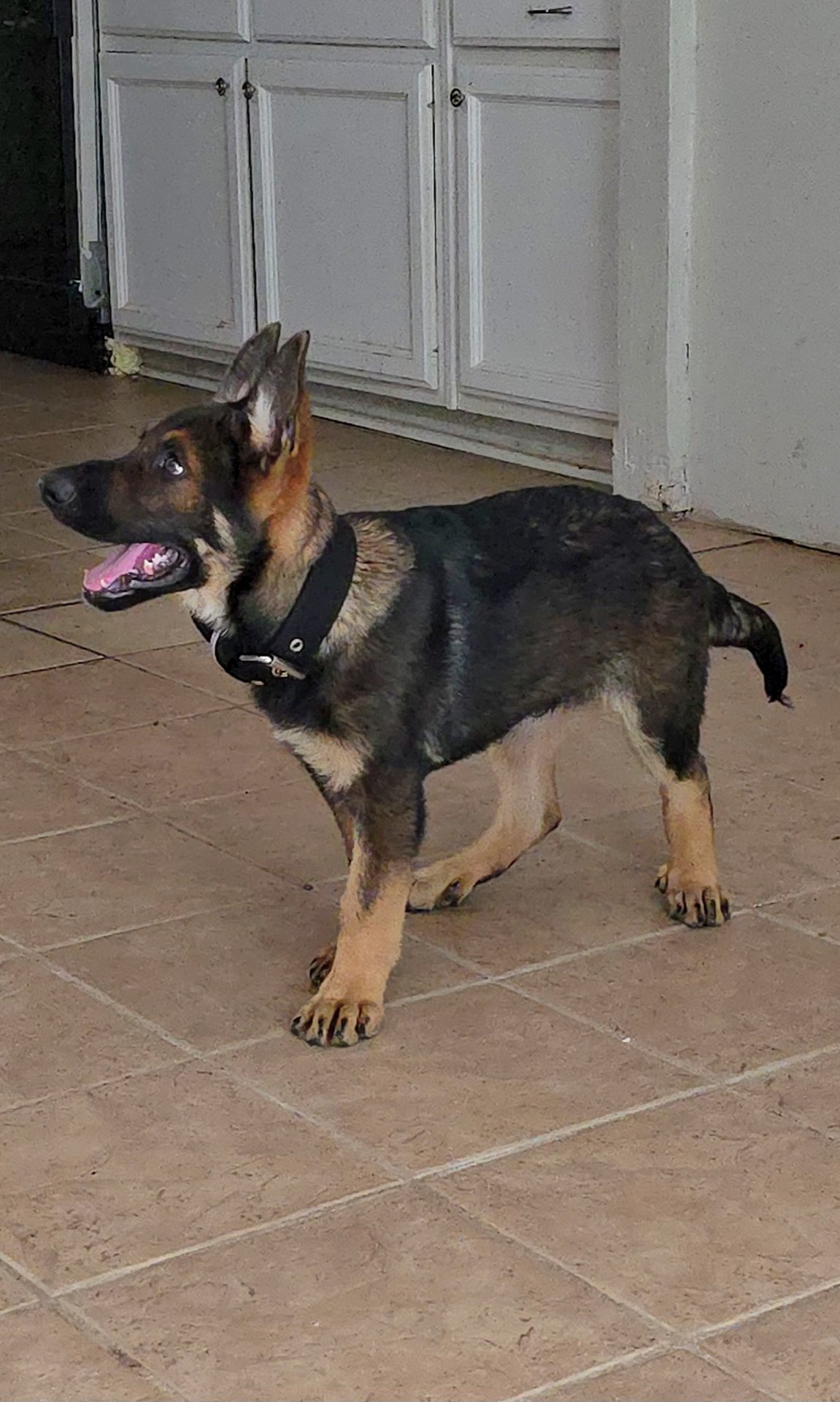 Beau as a puppy walking