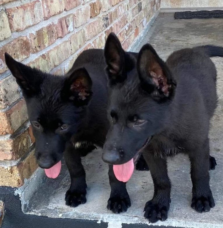 Black German Shepherd puppies