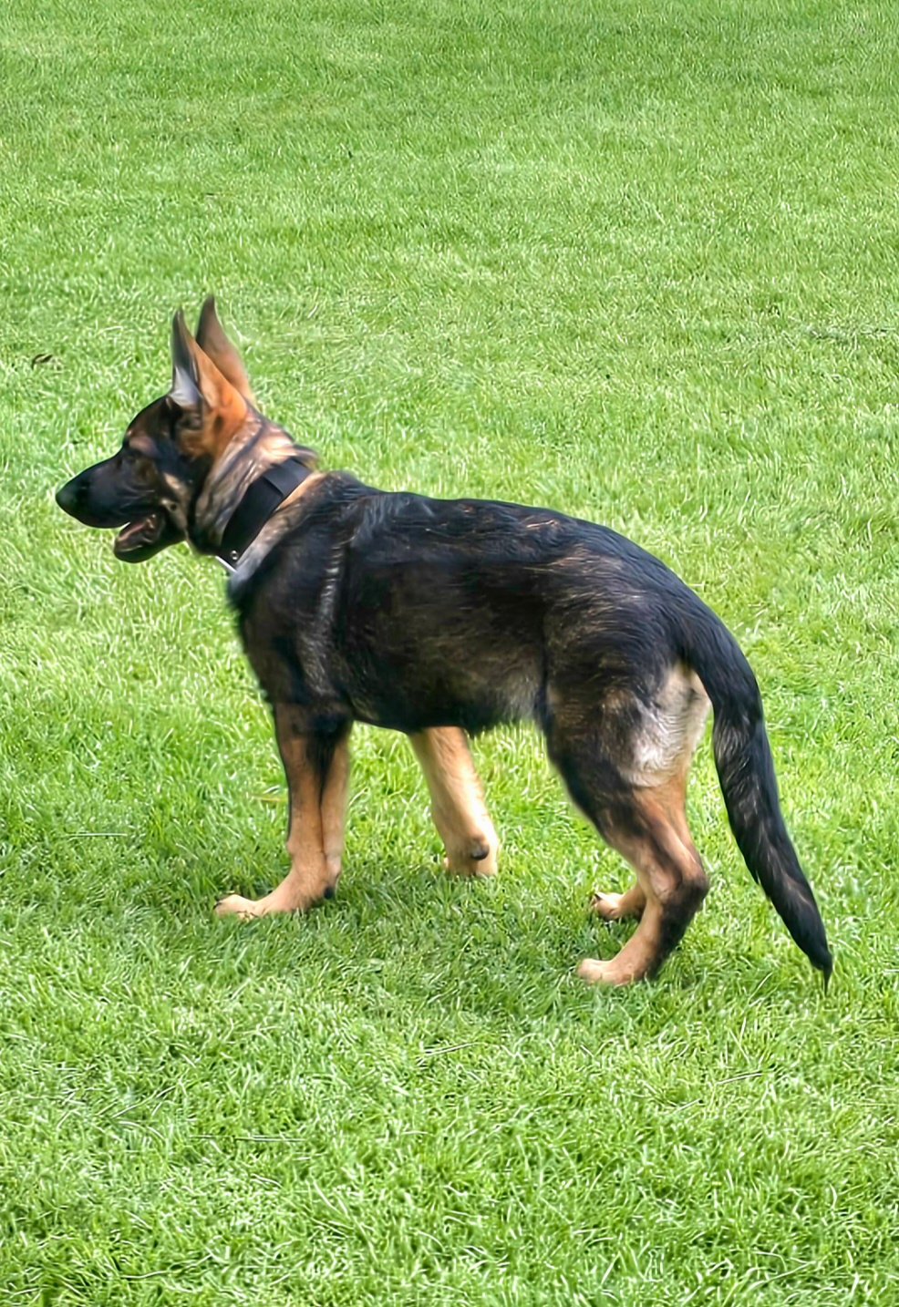 German Shepherd puppy