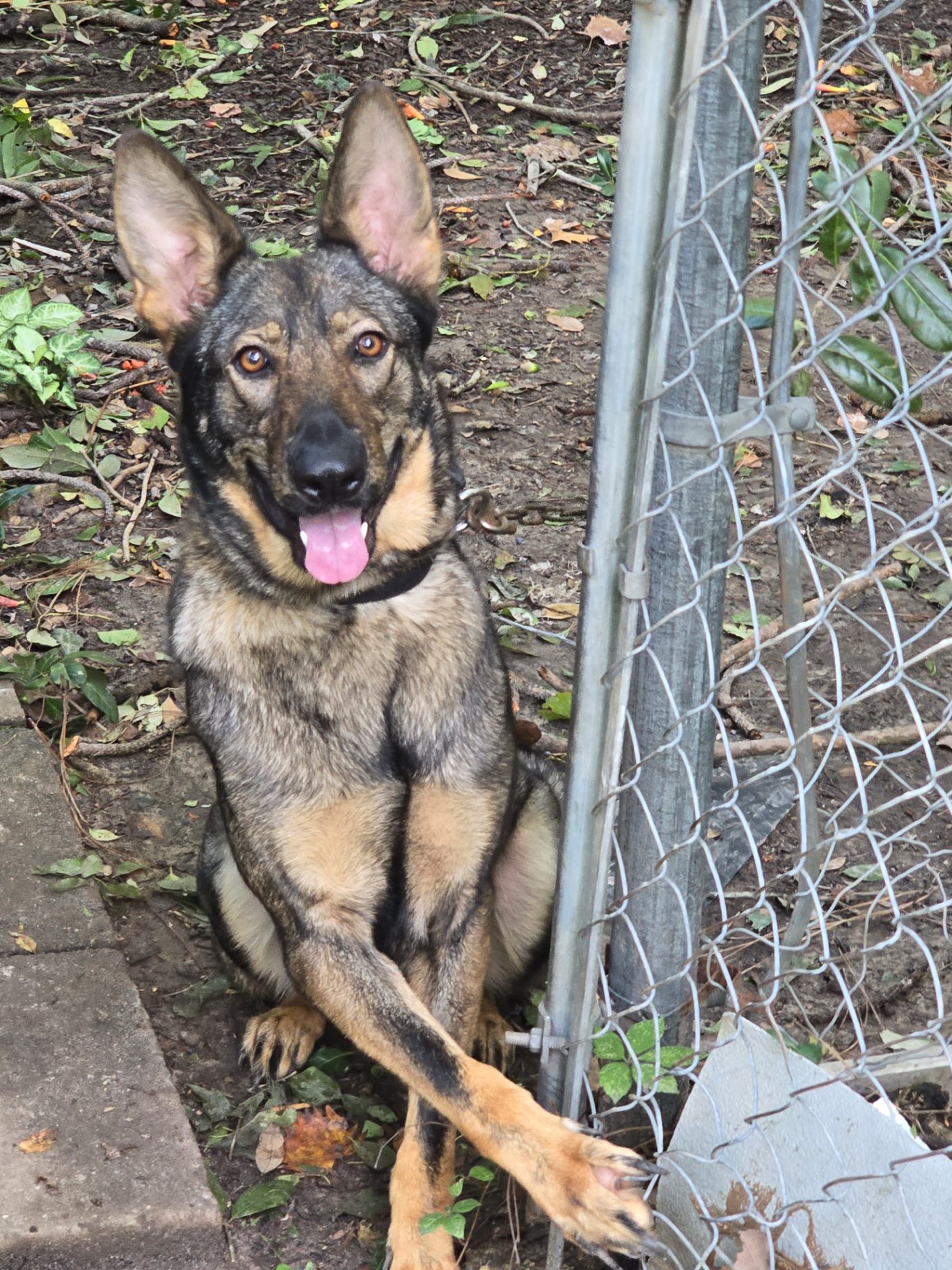 Deva by the fence