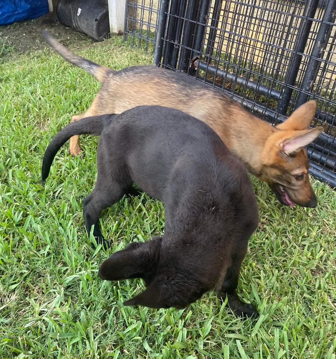 Deva and Zoey as puppies playing