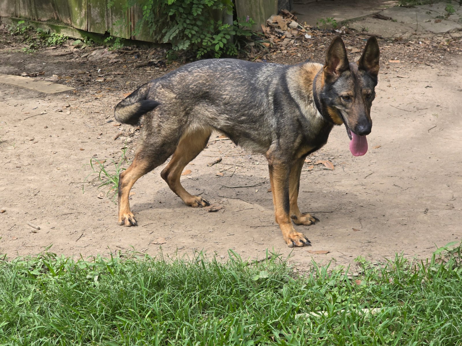 German Shepherd puppy