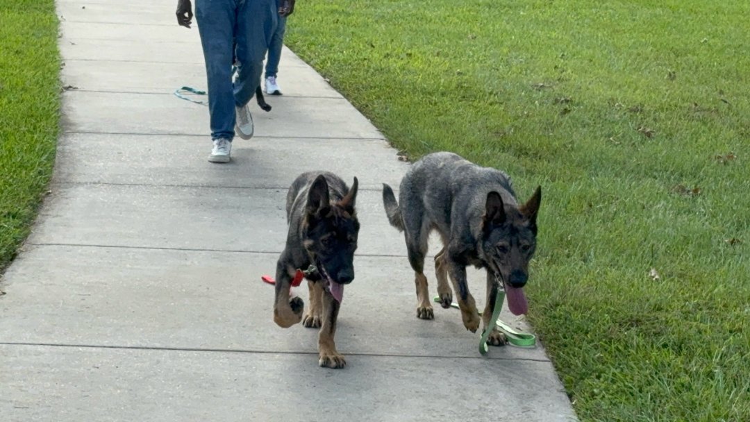 Puppies at the park with Beau and Deva