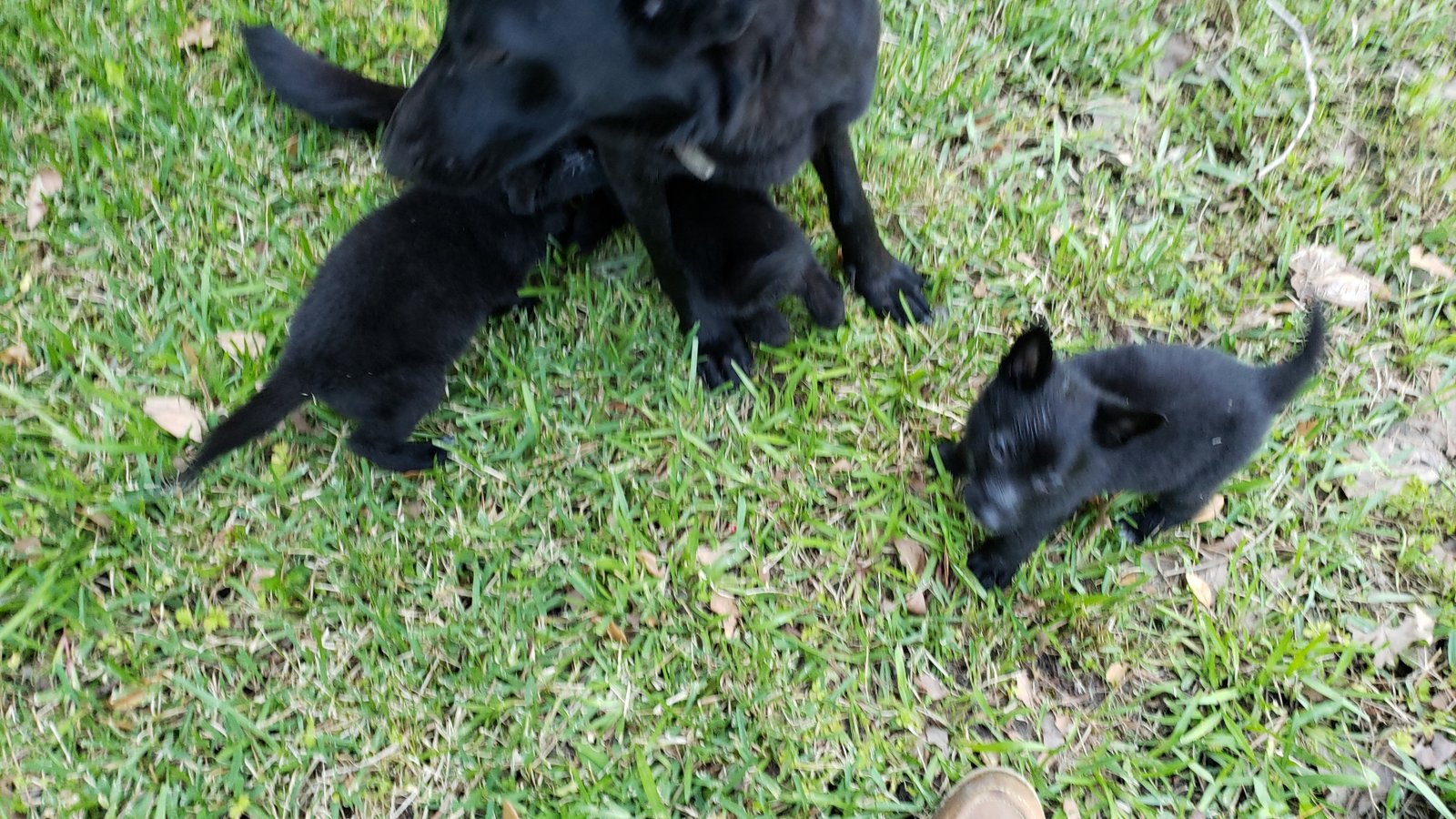 Puppies playing in grass