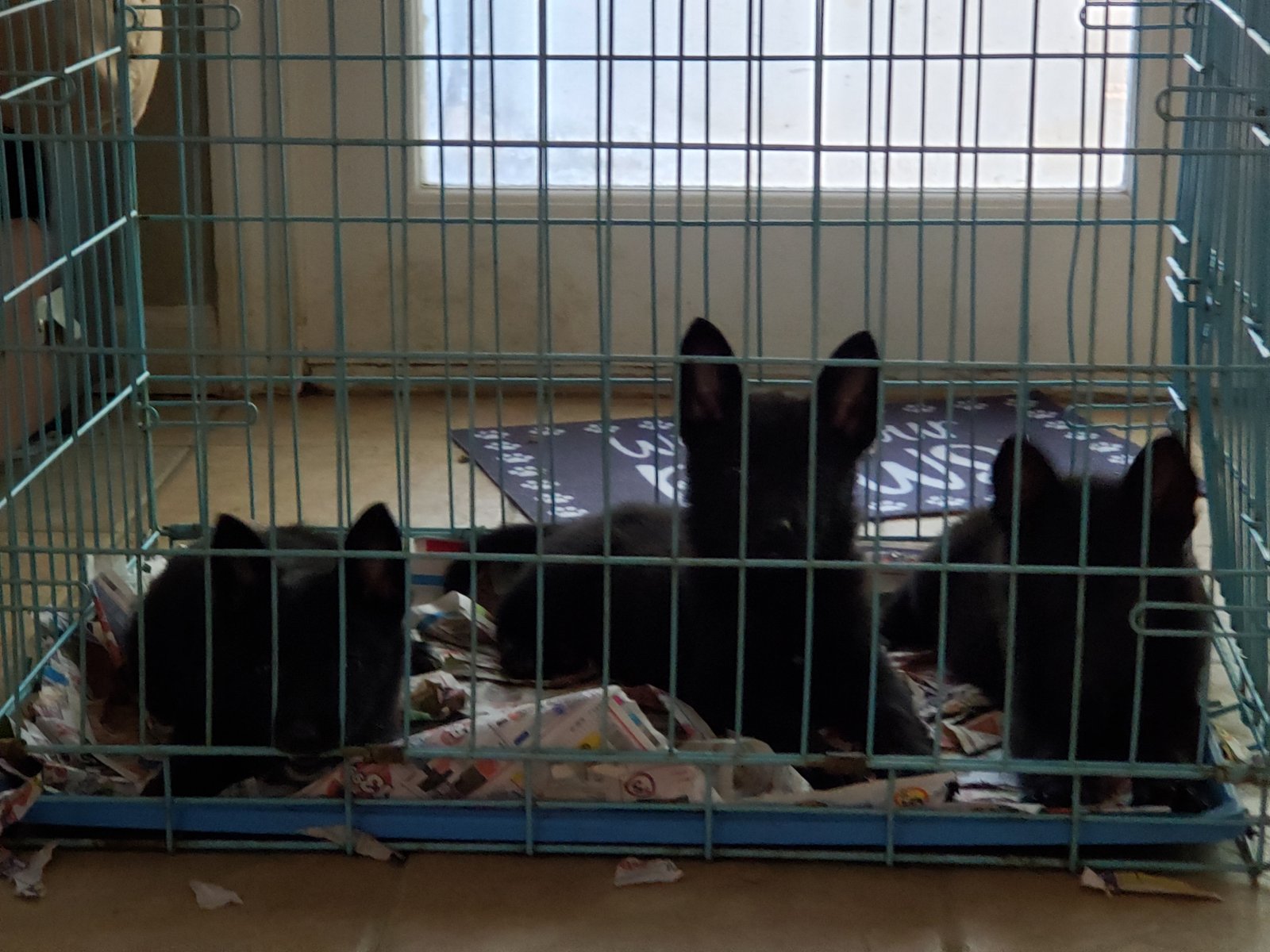Puppies in kennel