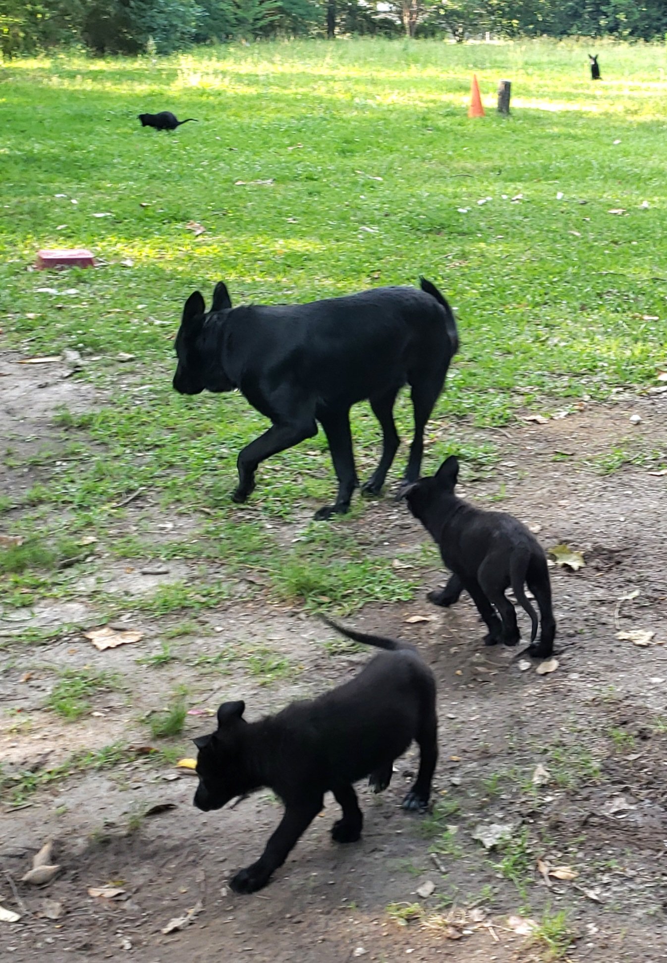 Puppies playing outdoors