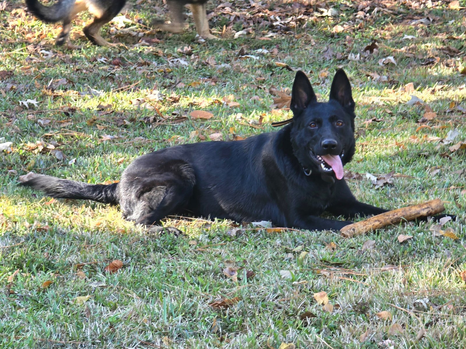 Zoey laying in the grass with a stick