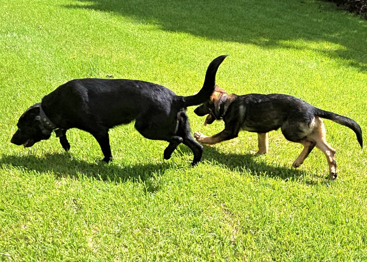 Zoey and Beau playing together
